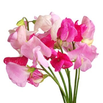 Sweet Pea Fragrance Oil