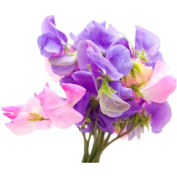 Sweet Pea & Vanilla Fragrance Oil