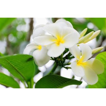 Tahitian Tiare Flower Fragrance Oil