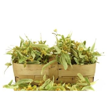 Tilleul Linden Fragrance Oil