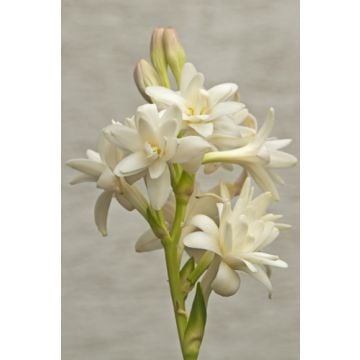 Tuberose Fragrance Oil