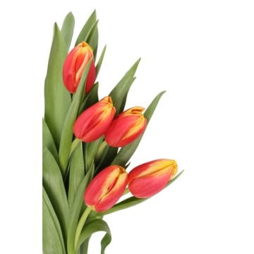 Tulip Fragrance Oil