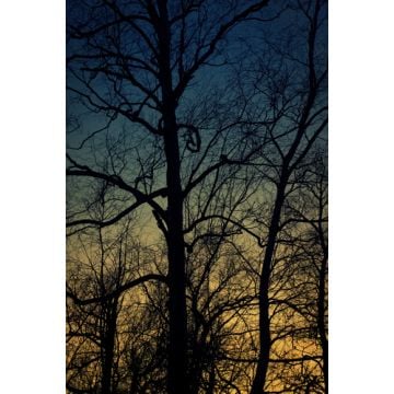 Twilight Woods Fragrance Oil