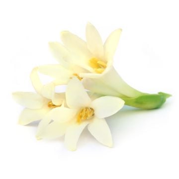Velvet Tuberose Fragrance Oil **