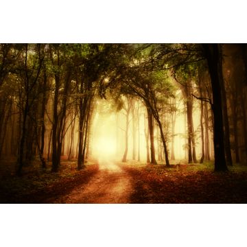 Velvet Woods Fragrance Oil