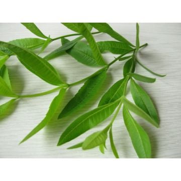 Verbena Fragrance Oil +