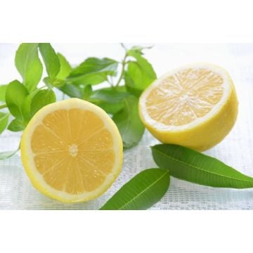 Verbena & Lemon Fragrance Oil