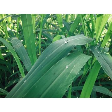 Vetiver Type Fragrance Oil