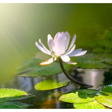 Water Lily Fragrance Oil **