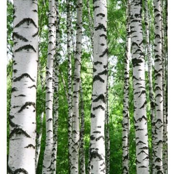 White Birch & Vanilla Fragrance Oil