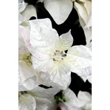 White Poinsettia Fragrance Oil